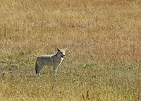 canstockphoto1235720
